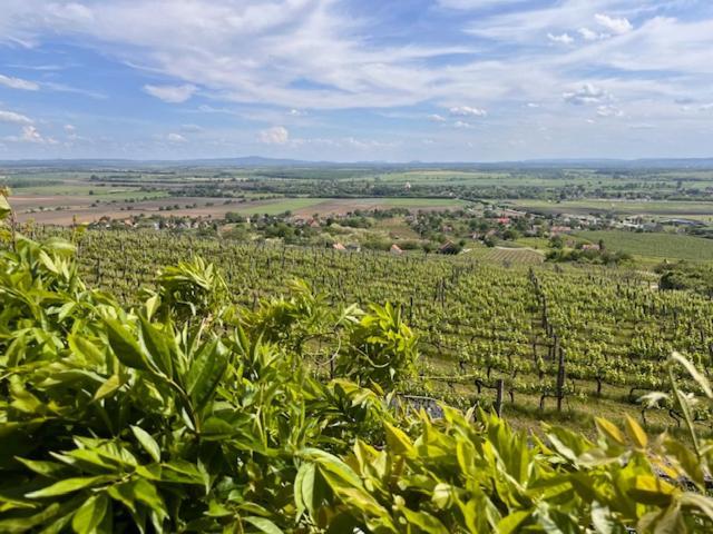 Somlovasarhely Somlo Wineshop Guesthouse المظهر الخارجي الصورة